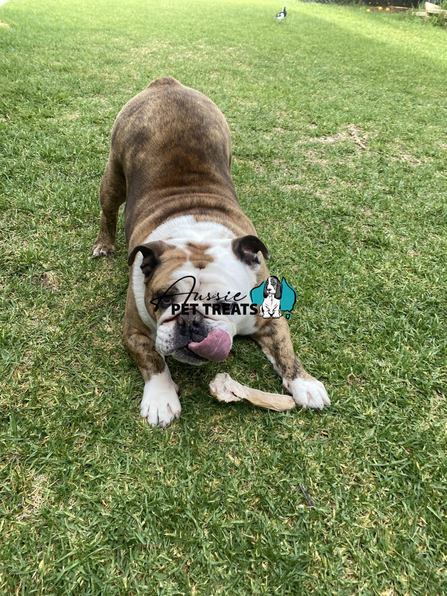 Shark pizzle halves (1kg) an amazing alternative to bull chews - Image 2